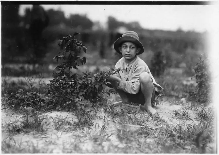 Norris Luvitt. Been picking 3 years in berry fields near Baltimore, June 1909